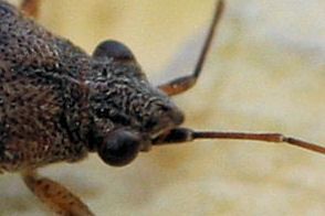 Lygaeidae: Nysius sp.